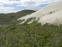 DK, Syddanmark, Varde, Holmlands Klint 1, Saxifraga-Jan van der Straaten