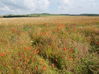 UK, Wiltshire, Cholderton, near  Cholderton 1, Saxifraga-Tom Heijnen