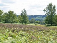 EUk, East Sussex, Wealden, Ashdown Forest 1, Saxifraga-Tom Heijnen