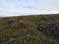 GB, Isles of Scilly, St Agnes 3, Saxifraga-Mark Zekhuis