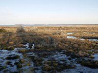 EST, Laanemaa, Haapsalu lin, Matsalu rahvuspark near Haeska linnuvaatlustorn 2, Saxifraga-Tom Heijnen