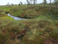 EST, Harjumaa, Kuusalu, Lahemaa rahvuspark 10, Saxifraga-Hans Boll