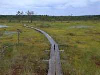 EST, Harjumaa, Kuusalu, Lahemaa rahvuspark 104, Saxifraga-Hans Boll