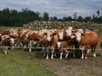 EST, Harjumaa, Kuusalu, Lahemaa rahvuspark 111, Saxifraga-Hans Boll