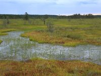 EST, Harjumaa, Kuusalu, Lahemaa rahvuspark 118, Saxifraga-Hans Boll