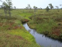 EST, Harjumaa, Kuusalu, Lahemaa rahvuspark 12, Saxifraga-Hans Boll