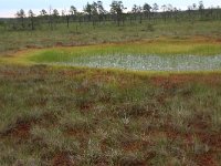 EST, Harjumaa, Kuusalu, Lahemaa rahvuspark 126, Saxifraga-Hans Boll