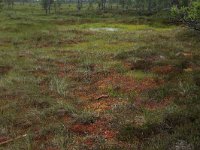 EST, Harjumaa, Kuusalu, Lahemaa rahvuspark 135, Saxifraga-Hans Boll