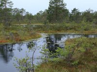 EST, Harjumaa, Kuusalu, Lahemaa rahvuspark 148, Saxifraga-Hans Boll