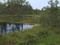 EST, Harjumaa, Kuusalu, Lahemaa rahvuspark 154, Saxifraga-Hans Boll