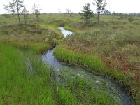 EST, Harjumaa, Kuusalu, Lahemaa rahvuspark 157, Saxifraga-Hans Boll