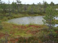 EST, Harjumaa, Kuusalu, Lahemaa rahvuspark 161, Saxifraga-Hans Boll