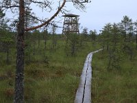 EST, Harjumaa, Kuusalu, Lahemaa rahvuspark 189, Saxifraga-Hans Boll