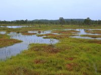 EST, Harjumaa, Kuusalu, Lahemaa rahvuspark 214, Saxifraga-Hans Boll