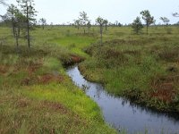 EST, Harjumaa, Kuusalu, Lahemaa rahvuspark 219, Saxifraga-Hans Boll