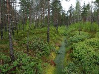 EST, Harjumaa, Kuusalu, Lahemaa rahvuspark 226, Saxifraga-Hans Boll