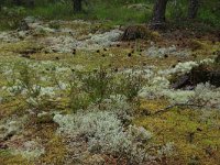 EST, Harjumaa, Kuusalu, Lahemaa rahvuspark 230, Saxifraga-Hans Boll