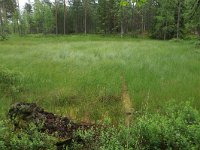 EST, Harjumaa, Kuusalu, Lahemaa rahvuspark 234, Saxifraga-Hans Boll