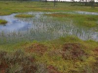 EST, Harjumaa, Kuusalu, Lahemaa rahvuspark 257, Saxifraga-Hans Boll