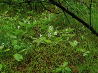 EST, Harjumaa, Kuusalu, Lahemaa rahvuspark 264, Saxifraga-Hans Boll