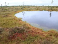 EST, Harjumaa, Kuusalu, Lahemaa rahvuspark 274, Saxifraga-Hans Boll