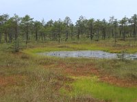 EST, Harjumaa, Kuusalu, Lahemaa rahvuspark 28, Saxifraga-Hans Boll