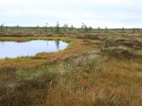 EST, Harjumaa, Kuusalu, Lahemaa rahvuspark 289, Saxifraga-Hans Boll