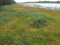 EST, Harjumaa, Kuusalu, Lahemaa rahvuspark 4, Saxifraga-Hans Boll