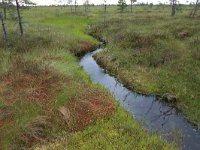 EST, Harjumaa, Kuusalu, Lahemaa rahvuspark 44, Saxifraga-Hans Boll