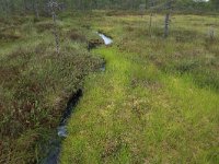 EST, Harjumaa, Kuusalu, Lahemaa rahvuspark 54, Saxifraga-Hans Boll