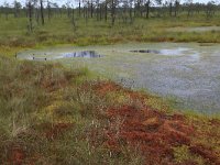 EST, Harjumaa, Kuusalu, Lahemaa rahvuspark 60, Saxifraga-Hans Boll