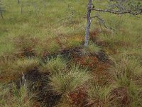 EST, Harjumaa, Kuusalu, Lahemaa rahvuspark 76, Saxifraga-Hans Boll