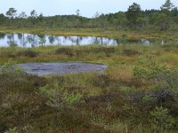 EST, Harjumaa, Kuusalu, Lahemaa rahvuspark 80, Saxifraga-Hans Boll