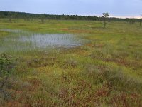 EST, Harjumaa, Kuusalu, Lahemaa rahvuspark 96, Saxifraga-Hans Boll