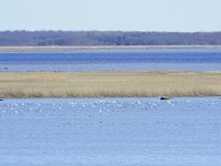 EST, Laanemaa, Haapsalu lin, Matsalu rahvuspark near Haeska linnuvaatlustorn 3, Saxifraga-Tom Heijnen