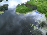 EST, Laane maakond, Laane-Nigula, Kantu kastja loodusala 7, Saxifraga-Hans Boll