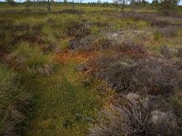 EST, Laane maakond, Laane-Nigula, Leidissoo looduskaitseala 100, Saxifraga-Hans Boll