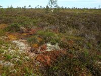 EST, Laane maakond, Laane-Nigula, Leidissoo looduskaitseala 109, Saxifraga-Hans Boll