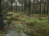 EST, Laane maakond, Laane-Nigula, Leidissoo looduskaitseala 12, Saxifraga-Hans Boll