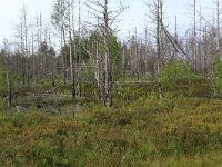 EST, Laane maakond, Laane-Nigula, Leidissoo looduskaitseala 120, Saxifraga-Hans Boll