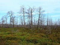 EST, Laane maakond, Laane-Nigula, Leidissoo looduskaitseala 121, Saxifraga-Hans Boll