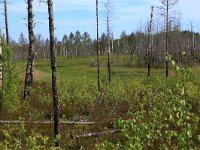 EST, Laane maakond, Laane-Nigula, Leidissoo looduskaitseala 135, Saxifraga-Hans Boll