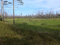 EST, Laane maakond, Laane-Nigula, Leidissoo looduskaitseala 136, Saxifraga-Hans Boll