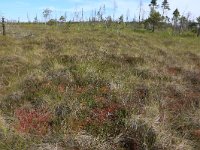 EST, Laane maakond, Laane-Nigula, Leidissoo looduskaitseala 150, Saxifraga-Hans Boll