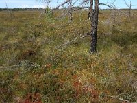 EST, Laane maakond, Laane-Nigula, Leidissoo looduskaitseala 152, Saxifraga-Hans Boll