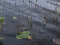 EST, Laane maakond, Laane-Nigula, Leidissoo looduskaitseala 16, Saxifraga-Hans Boll