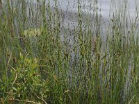 EST, Laane maakond, Laane-Nigula, Leidissoo looduskaitseala 19, Saxifraga-Hans Boll