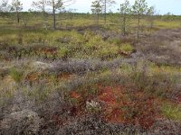 EST, Laane maakond, Laane-Nigula, Leidissoo looduskaitseala 88, Saxifraga-Hans Boll