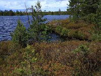 EST, Parnu maakond, Haademeeste vald, Nigula looduskaitseala 13, Saxifraga-Hans Boll