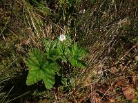 EST, Parnu maakond, Haademeeste vald, Nigula looduskaitseala 15, Saxifraga-Hans Boll